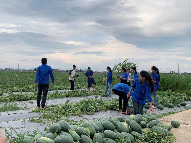 Đoàn viên thanh niên hỗ trợ người nông dân thu hoạch dưa hấu trước bão. Ảnh: Tuổi trẻ Chí Linh