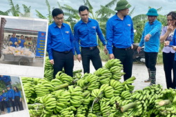 Bạn trẻ - Cuộc sống - Đoàn thanh niên hỗ trợ nông dân &quot;giải cứu&quot; nông sản bị thiệt hai sau cơn bão số 3