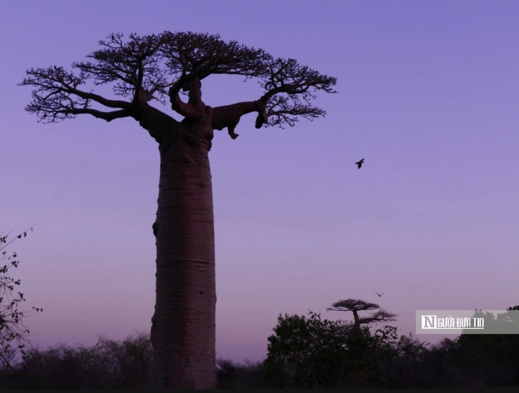 Cây Baobab được coi như hình ảnh đại diện của Madagascar. Loài cây to lớn này tượng trưng cho sự vươn lên không ngừng của mảnh đất châu Phi khô cằn, khắc nghiệt (Ảnh: Sơn Nguyễn - Ninh Lee).