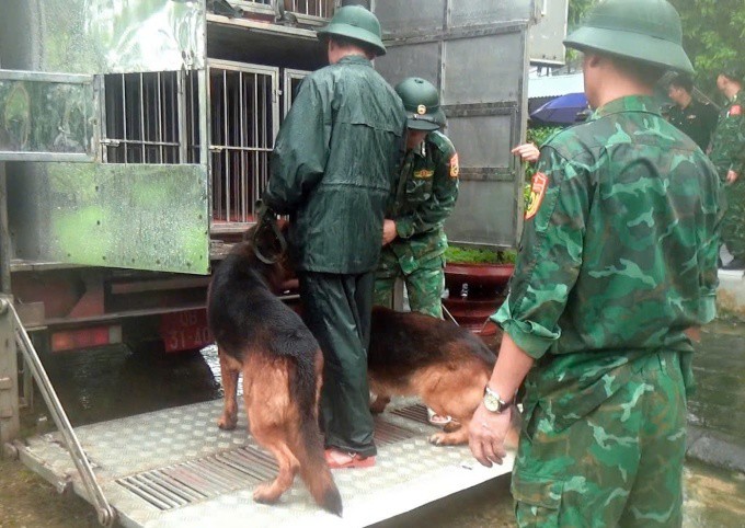 Chó nghiệp vụ được huy động tìm kiếm nạn nhân vụ lũ quét tại Lào Cai. Ảnh: Hồng Chiêu