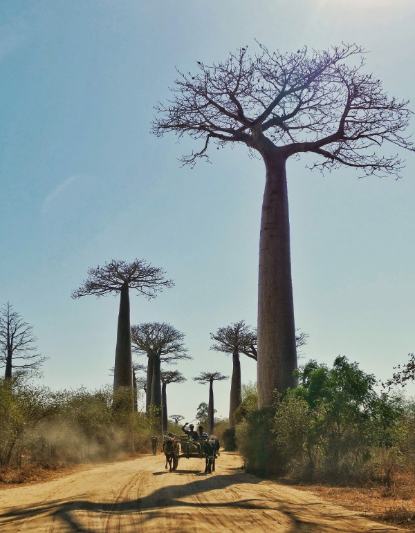 Vẻ đẹp kỳ diệu của "cây lộn ngược" ở Madagascar qua lăng kính của du khách Việt - 3