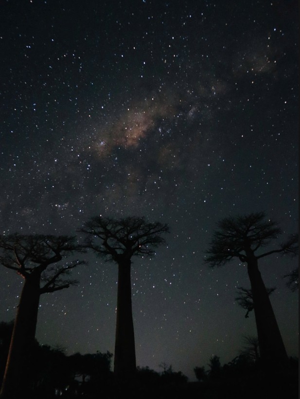 Vẻ đẹp kỳ diệu của "cây lộn ngược" ở Madagascar qua lăng kính của du khách Việt - 9