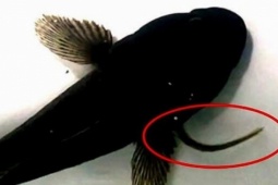 Cá chình trốn thoát sau khi bị nuốt chửng