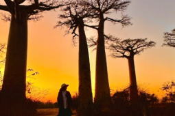 Du lịch - Vẻ đẹp kỳ diệu của "cây lộn ngược" ở Madagascar qua lăng kính của du khách Việt