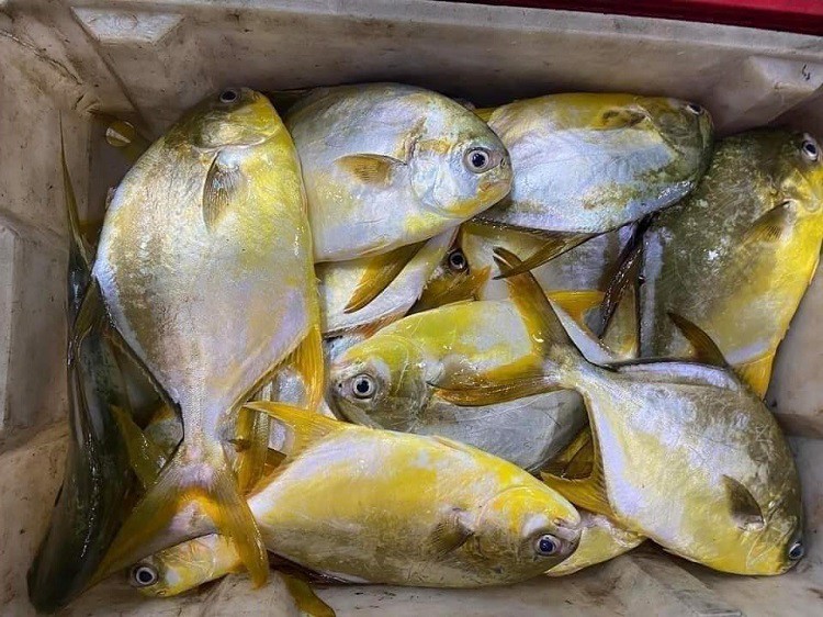 Đa số là cá bé, size từ 0,2-0,7kg/con.