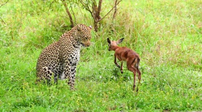 Với sự phấn khích của tuổi trẻ, linh dương con nhảy nhót và nhảy xung quanh con báo.