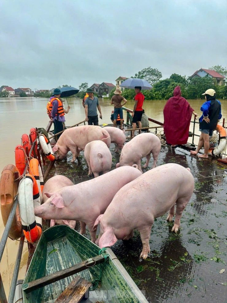 Lụt lịch sử cô lập gần 3.000 hộ dân ở Sóc Sơn, Hà Nội