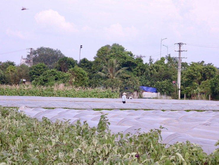 Do ảnh hưởng của bão và hoàn lưu bão Yagi, nhiều khu vực tại Hà Nội xảy ra mưa lớn kéo dài. Tình trạng ngập úng cục bộ, ảnh hưởng trực tiếp đến hoa màu của người nông dân.