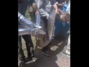 Clip: Dân làng bắt sống trăn khổng lồ dài 3,6 mét trong chuồng bò