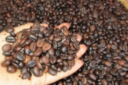 Giá cà phê Robusta lại lập kỷ lục