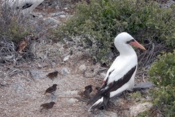 Phi thường - kỳ quặc - Chim sẻ 'ma cà rồng' chuyên hút máu chim điên
