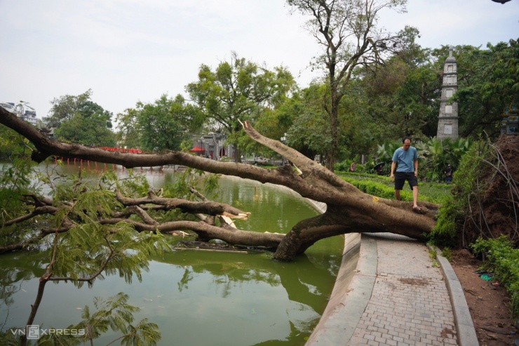 Trung tâm Hà Nội vẫn ngổn ngang cây đổ một tuần sau bão Yagi - 1