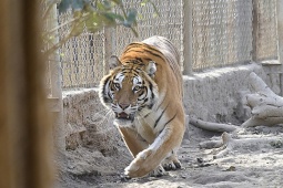 Tin tức trong ngày - Hổ 200kg trong trang trại ở Thanh Hóa bị chết