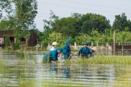 Thị trường - Tiêu dùng - Người dân ngoại thành Hà Nội tất bật ra đồng chạy đua với lũ vớt vát tài sản