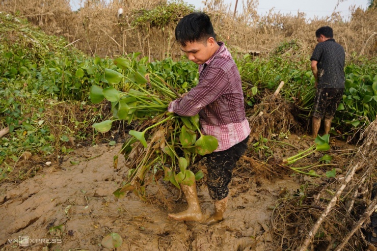 Làng đào Nhật Tân thảm khốc: Hàng vạn cây chết khô sau lũ lụt do bão Yagi