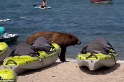 Media - Kinh ngạc 'du khách' lông lá, khổng lồ xuất hiện ở bãi biển