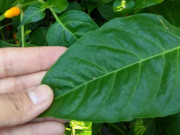 Sức khỏe đời sống - Đừng chỉ ăn quả, lá của cây này cũng là rau thượng hạng ví như "nhân sâm người nghèo"