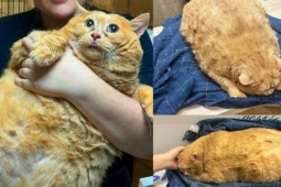 Bạn trẻ - Cuộc sống - Mèo béo gây sốt vì màn 'đào tẩu' bất thành khỏi trung tâm giảm cân