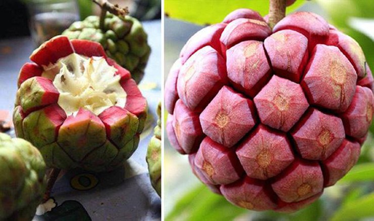 Phải là những người am hiểu địa hình, đôi khi phải vào rừng 1-2 ngày mới hái được na.&nbsp;
