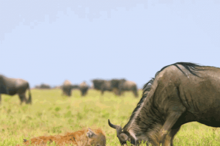 Phi thường - kỳ quặc - Linh dương đầu bò sinh con: Đại tiệc thịnh soạn cho những kẻ săn mồi vĩ đại bậc nhất hành tinh