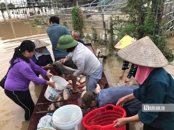 Người dân Hải Dương hỗ trợ "giải cứu" hàng nghìn tấn cá lồng (Ảnh: NVCC).