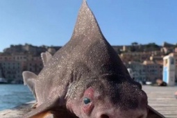 Phi thường - kỳ quặc - Kỳ lạ cá mập mặt lợn