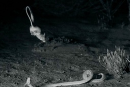 Phi thường - kỳ quặc - Chuột kangaroo bật nhảy thoát hàm rắn trong tích tắc