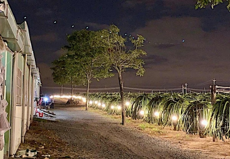 Trang trại thanh long, nơi xảy ra án mạng.