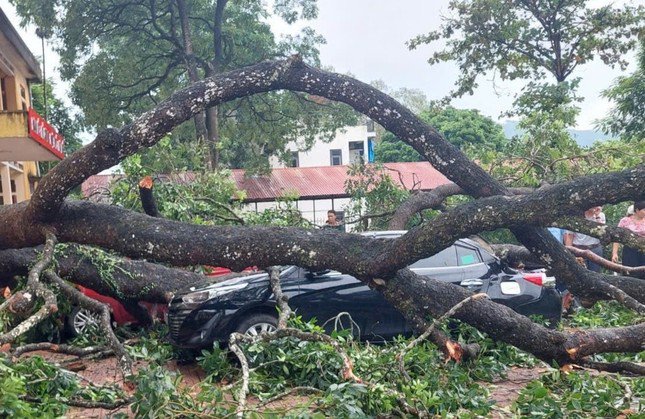 Cây xà cừ gãy đổ tại trường học ở Thanh Hóa, khiến giáo viên bị đa chấn thương