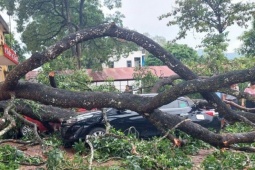 Mưa to, gãy cành xà cừ đè trúng 1 giáo viên, 4 ô tô bẹp rúm ở Thanh Hóa