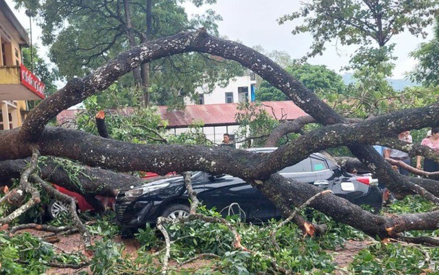 Nữ giáo viên Thanh Hóa tử vong thương tâm sau khi bị cành cây khổng lồ đè bẹp