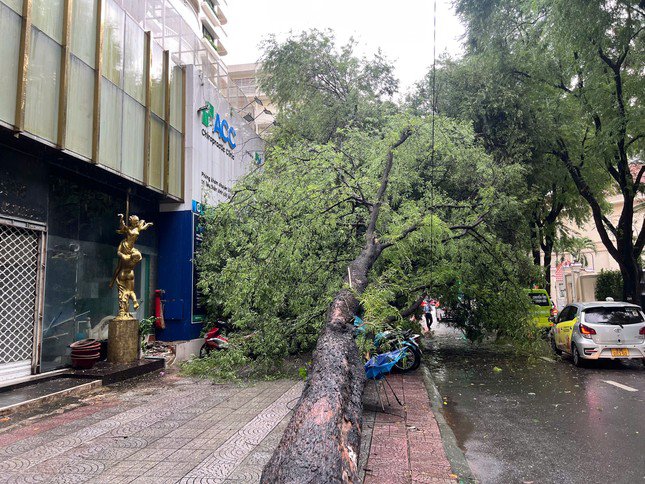 Thân cây ngã trên vỉa hè, cành lá che lên một phần làn đường Nguyễn Du khiến giao thông qua khu vực gặp khó khăn.