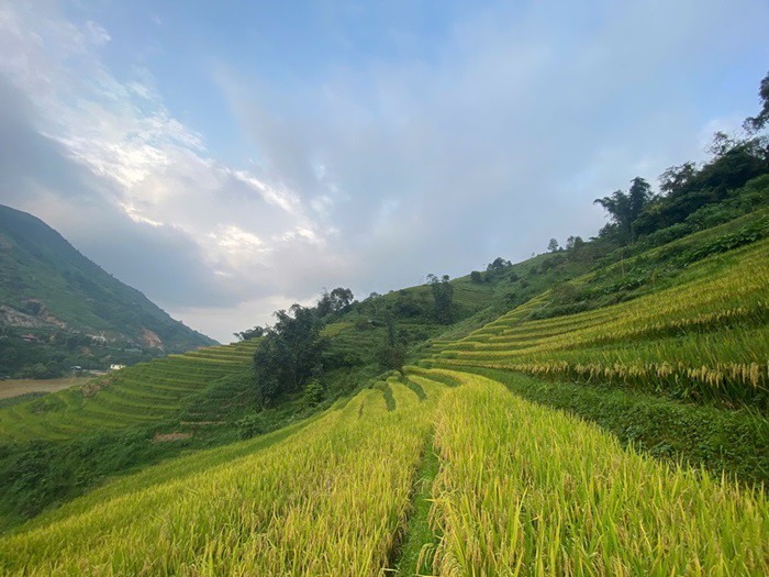 Mùa vàng hết sớm ở Sa Pa - 1