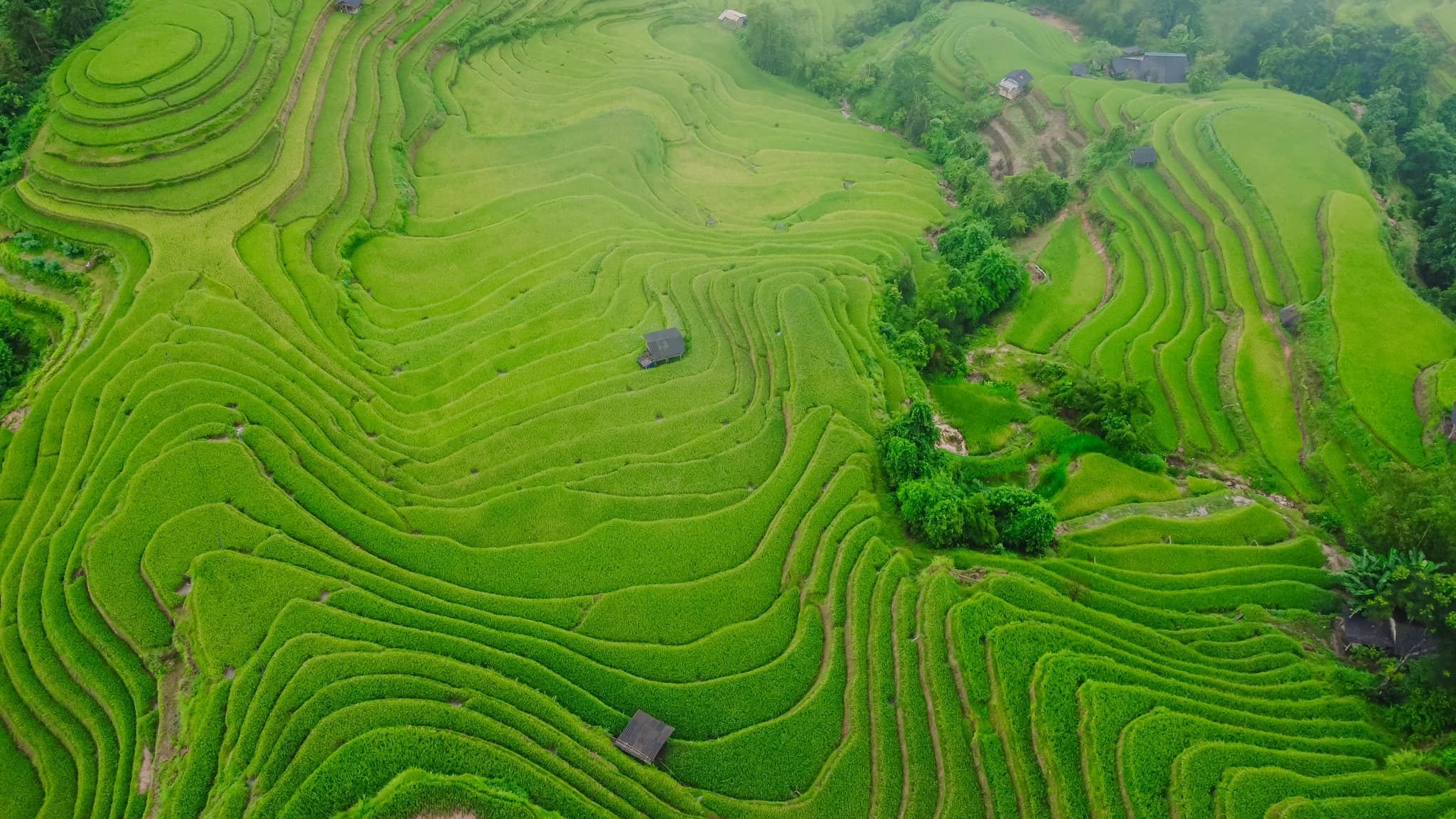 Hoàng Su Phì – vùng đất nằm ở phía tây tỉnh Hà Giang, được bao bọc bởi những dãy núi cao và sông ngòi uốn lượn. Từ lâu đã trở thành điểm đến lý tưởng cho những người đam mê khám phá, trải nghiệm.