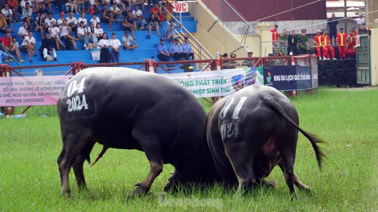 Trong số 16 ông trâu thi đấu, có 3 trâu trọng lượng khoảng 1,2 tấn, các trâu còn lại trung bình từ 1-1,1 tấn. Ngay từ những kháp đấu đầu tiên, những ông trâu đã thể hiện nhiều miếng đánh đặc sắc như: hổ lao, móc cáng, ghì đòn thủ thế...