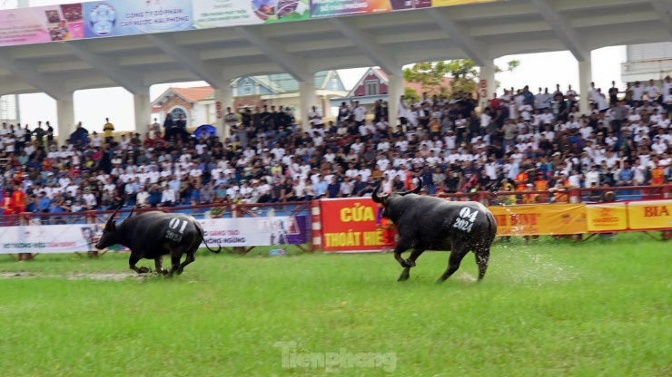 Nhiều ông trâu trúng đòn đánh của đối phương sợ hãi bỏ chạy trong tiếng hò reo cổ vũ của hàng vạn khán giả.