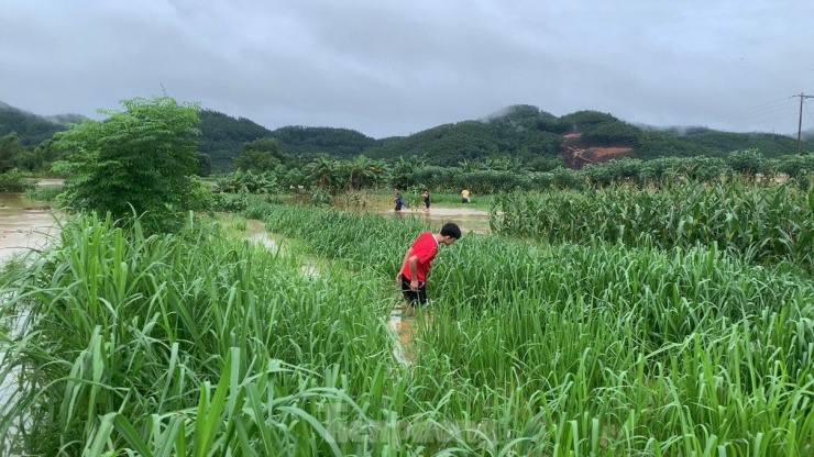 Vào mùa lũ, người dân huyện Hương Sơn (Hà Tĩnh) tận dụng thời điểm này ra khu vực ven bờ sông để bắt dế. Theo nhiều người dân, mùa lũ năm nay dế nhiều, chỉ cần mang dụng cụ là chai nhựa theo là có thể bắt được.