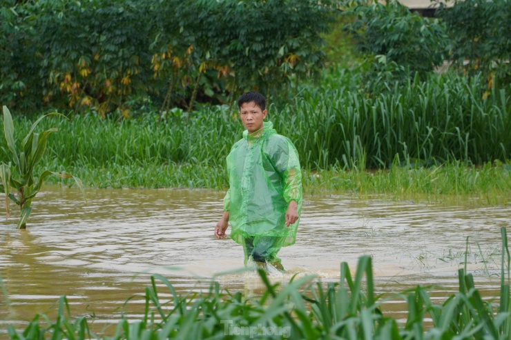 Người dân mang theo áo mưa, lội men theo những cánh đồng có nước lũ để bắt dế. Công việc này cũng kiếm thêm thu nhập cho không ít hộ gia đình, nhưng cũng là thú vui trong mùa mưa lũ của người dân khi rủ nhau đi săn dế.