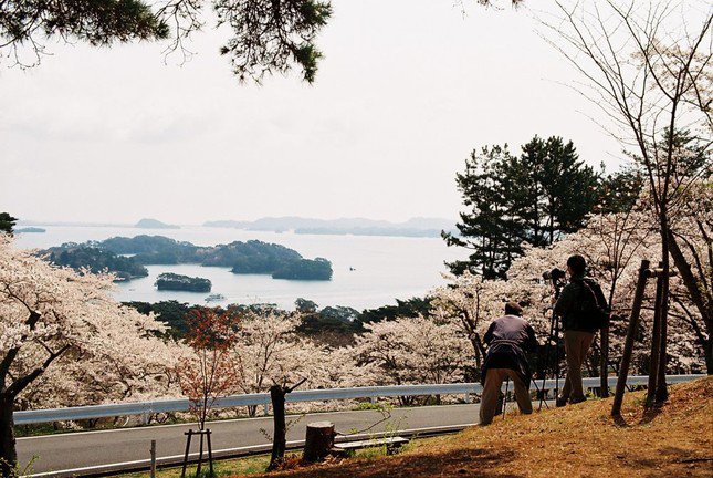 Hoa anh đào nở rộ trên vịnh Matsushima. Ảnh: James Rodrigues.