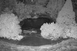 Media - Cá Koi trị giá 326 triệu đồng bị bắt trộm, chủ sốc nặng khi biết thủ phạm