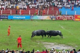 Du lịch - Hàng vạn người đổ về Đồ Sơn xem chọi trâu