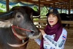 Bạn trẻ - Cuộc sống - Con trâu cái được trả 11 tỷ đồng, người phụ nữ vẫn quyết không bán