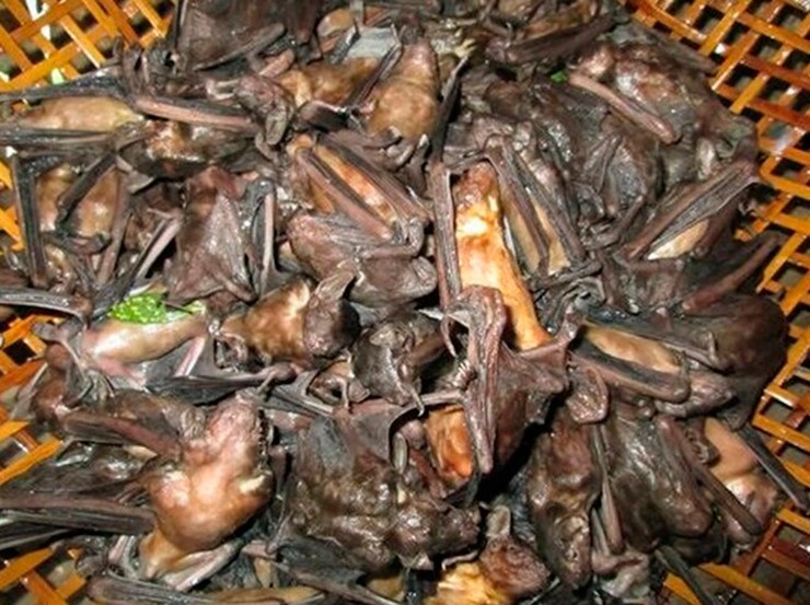 Có nhiều loại dơi nhưng người dân nơi đây chỉ sử dụng hai loại dơi chính là dơi sen và dơi quạ để chế biến món ăn.
