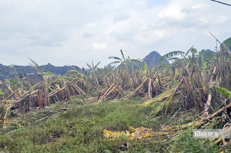 Khoảng 200ha trồng chuối ở xã Liên Khê, huyện Thủy Nguyên, Tp.Hải Phòng, đổ gục sau bão số 3 (Ảnh: Thái Phan).