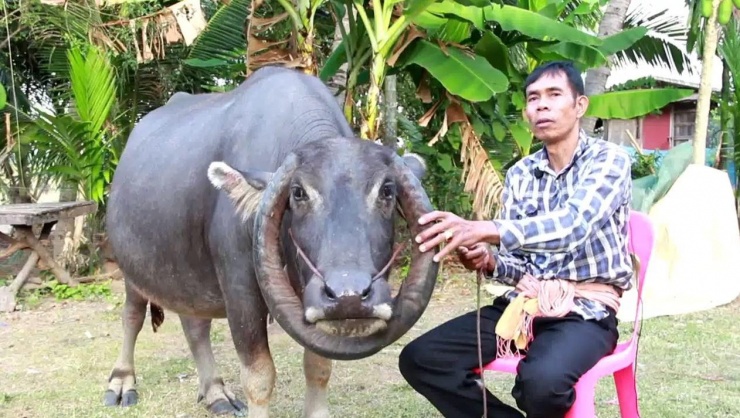Con trâu sở hữu cặp sừng kỳ lạ.