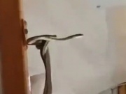 Clip: Rắn bất ngờ xuất hiện trên tàu khiến hành khách hoảng sợ