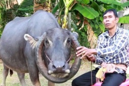 Media - Con trâu "lạ" được trả 150 triệu đồng, người đàn ông quyết không bán