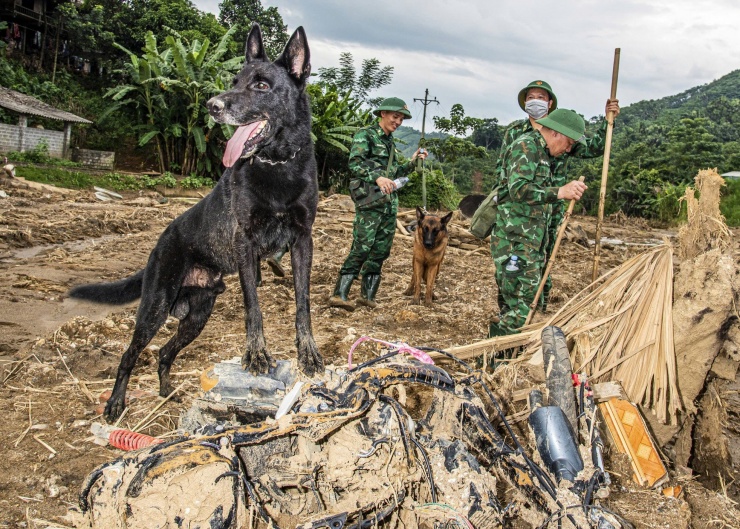 Chú chó Da Vo từng tham gia tìm kiếm các nạn nhân mất tích trong vụ động đất ở Thổ Nhĩ Kỳ, có biệt tài đánh hơi rất nhanh. Ảnh: Văn Chương