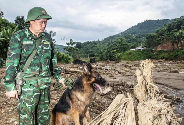 Chó A Tơn nghỉ ngơi vài phút sau khi phát hiện nguồn hơi và chờ đồng đội là con Da Vo vào xác định lại. Ảnh: Văn Chương