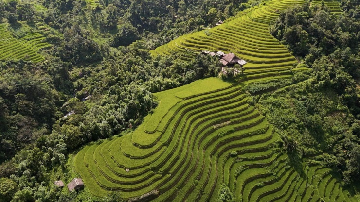 Mùa lúa ở thôn Nà Mầu nhìn từ trên cao